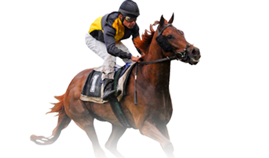 horsebook sv388